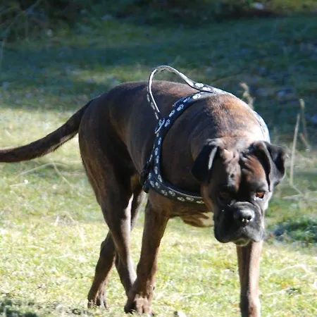 Berggasthof Gurnigelbad *