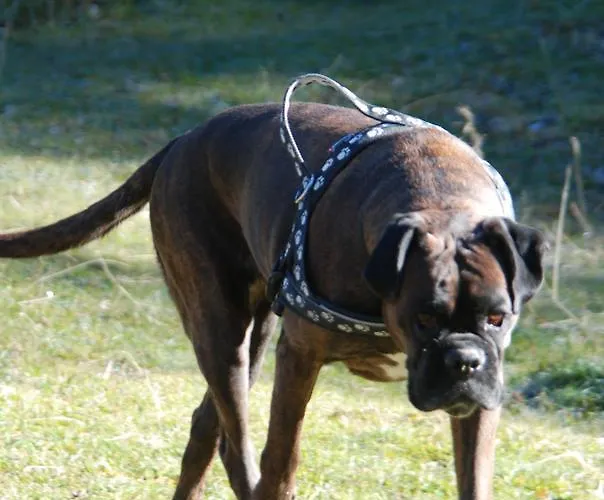 Berggasthof Gurnigelbad *